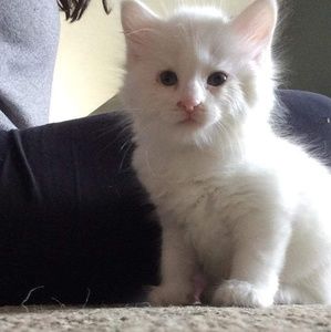 Meet your Posher, Bob